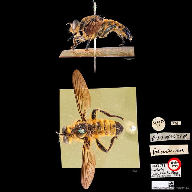 Laphria inaurea • © Wan FA Jusoh • CC BY 4.0