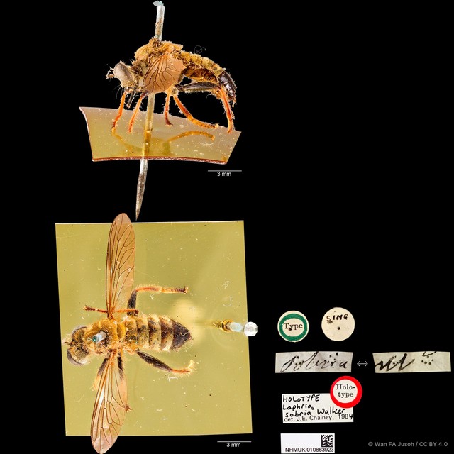 Laphria sobria • © Wan FA Jusoh • CC BY 4.0