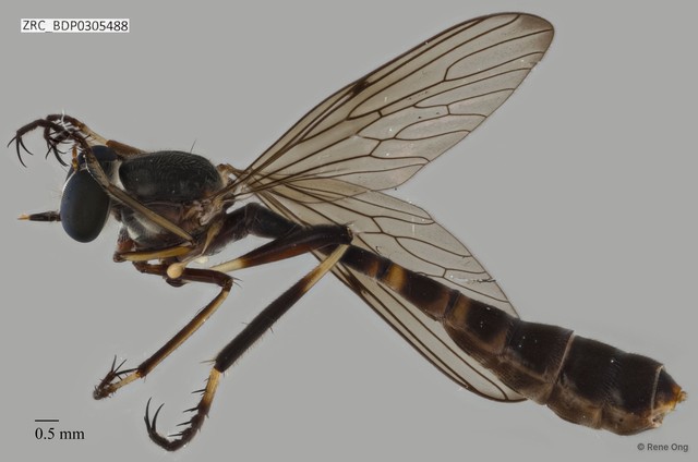 Leptogaster moluccana • © Rene Ong • All Rights Reserved