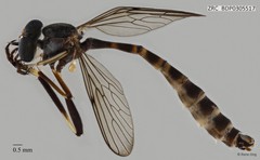 Leptogaster moluccana • © Rene Ong • All Rights Reserved
