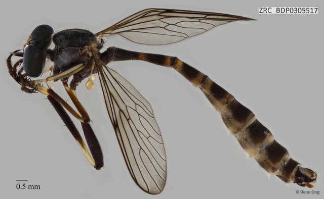 Leptogaster moluccana
