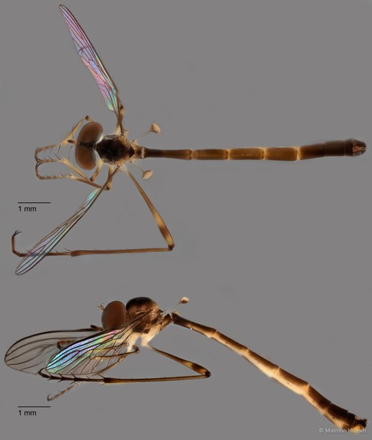 Mesoleptogaster sp. "ZRCBDP0083950" • © Maimon Hussin • All Rights Reserved