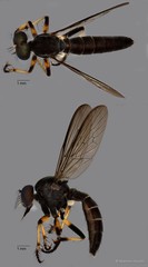 Ommatius sp. "ZRCBDP0083940"