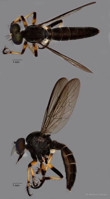Ommatius sp. "ZRCBDP0083940" • © Maimon Hussin • All Rights Reserved