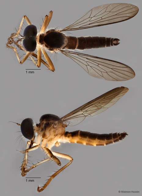 Ommatius sp. "ZRCBDP0083949" • © Maimon Hussin • All Rights Reserved
