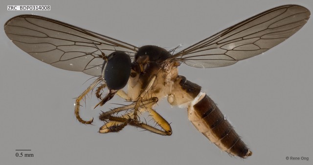 Ommatius sp. "ZRCBDP0083949"