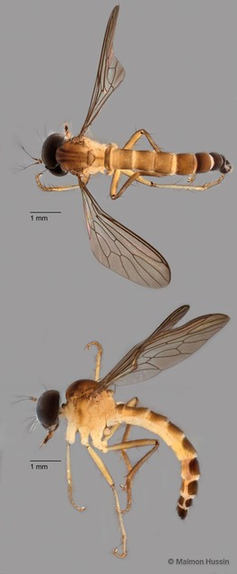 Ommatius sp. "ZRCBDP0083956" • © Maimon Hussin • All Rights Reserved