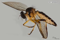Ommatius sp. "ZRCBDP0305453" • © Rene Ong • All Rights Reserved