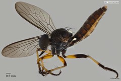 Ommatius sp. "ZRCBDP0305456" • © Rene Ong • All Rights Reserved