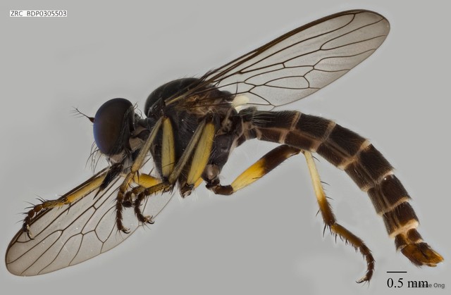 Ommatius sp. "ZRCBDP0305456"