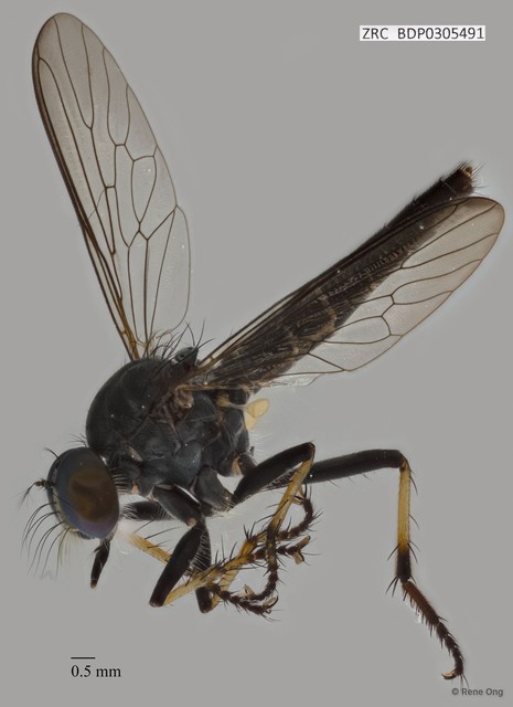 Ommatius sp. "ZRCBDP0305460" • © Rene Ong • All Rights Reserved