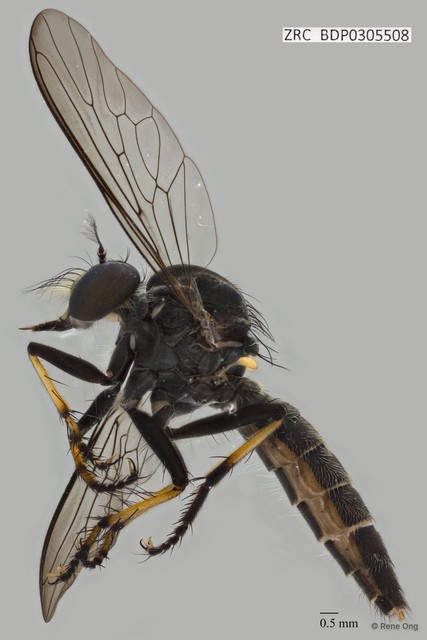 Ommatius sp. "ZRCBDP0305460"