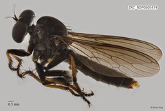 Ommatius sp. "ZRCBDP0305474" • © Rene Ong • All Rights Reserved