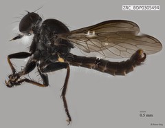 Ommatius sp. "ZRCBDP0305474" • © Rene Ong • All Rights Reserved