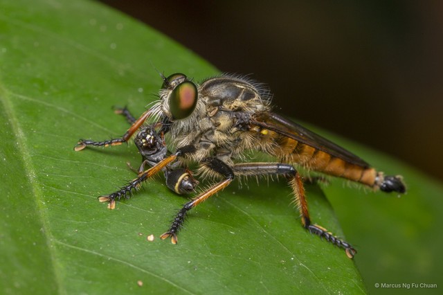 Promachus lineosus