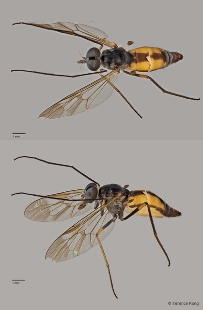 Suragina sp. "ZRCBDP0017151" • © Terence Kang • All Rights Reserved