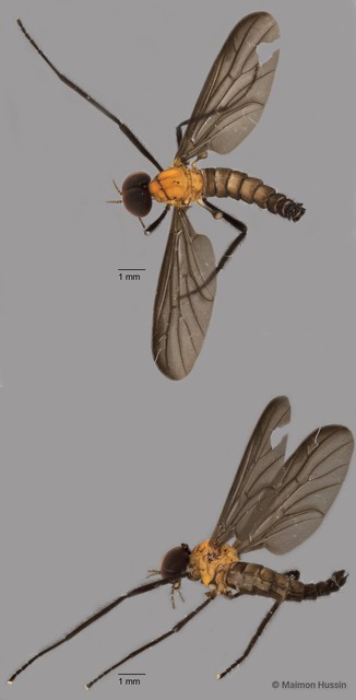Plecia sp. "ZRCBDP0072035" • © Maimon Hussin • All Rights Reserved