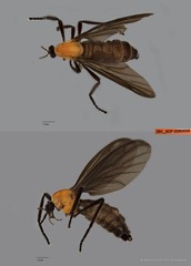 Plecia sp. "ZRCBDP0080006" • © Miteshravin S/O Ravindran • All Rights Reserved