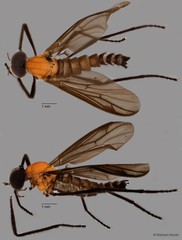 Plecia sp. "ZRCBDP0080006" • © Maimon Hussin • All Rights Reserved