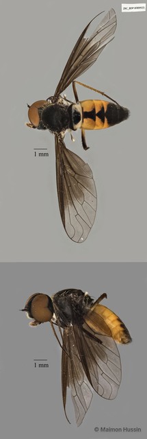 Bombyliidae sp. "ZRCBDP0025221" • © Maimon Hussin • All Rights Reserved