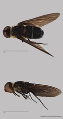 Ligyra sp. "cf. doryca" • © Miteshravin S/O Ravindran • All Rights Reserved