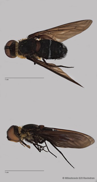 Ligyra sp. "cf. doryca" • © Miteshravin S/O Ravindran • All Rights Reserved