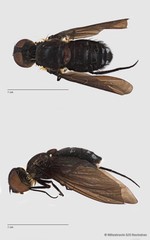 Ligyra sp. "cf. doryca" • © Miteshravin S/O Ravindran • All Rights Reserved
