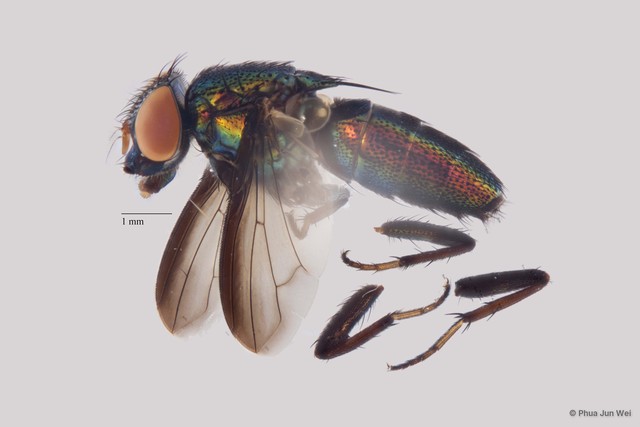 Rhiniinae sp. "ZRCBDP00025483" • © Phua Jun Wei • All Rights Reserved