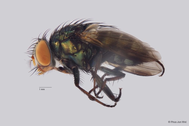 Rhiniinae sp. "ZRCBDP00025513" • © Phua Jun Wei • All Rights Reserved