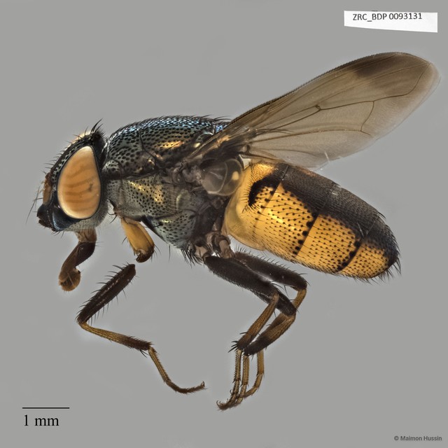 Rhiniinae sp. "ZRCBDP00056578"