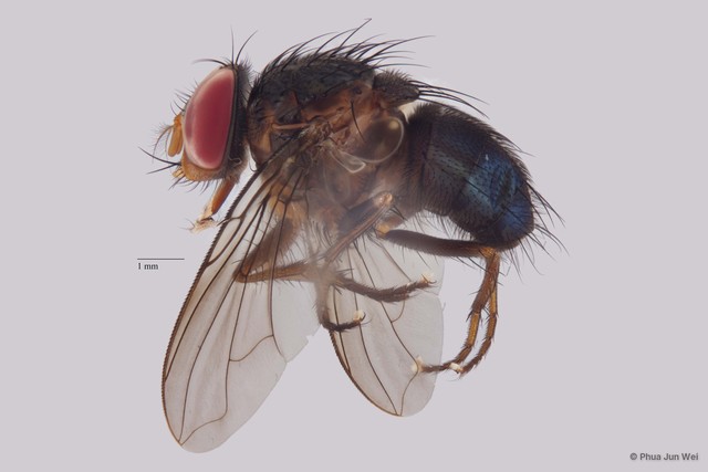 Calliphorinae sp. "ZRCBDP0019805"
