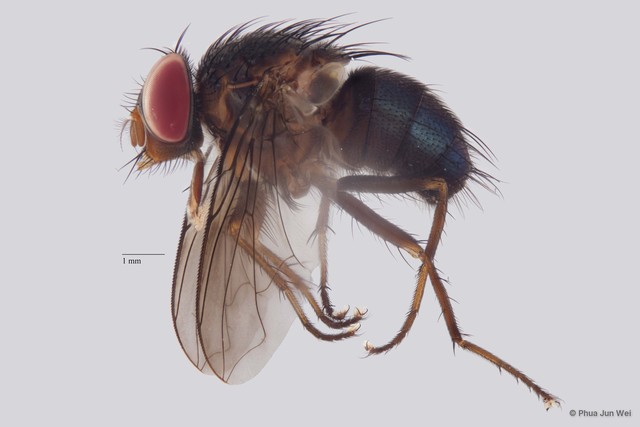 Calliphorinae sp. "ZRCBDP0019805" • © Phua Jun Wei • All Rights Reserved