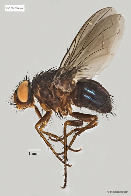 Calliphorinae sp. "ZRCBDP0019805"