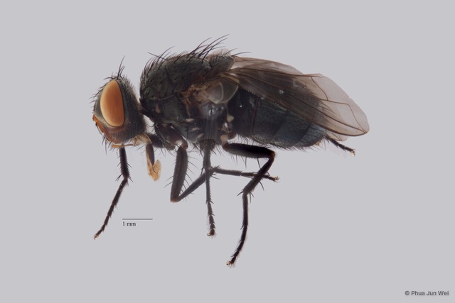 Calliphoridae sp. "ZRCBDP0020055" • © Phua Jun Wei • All Rights Reserved