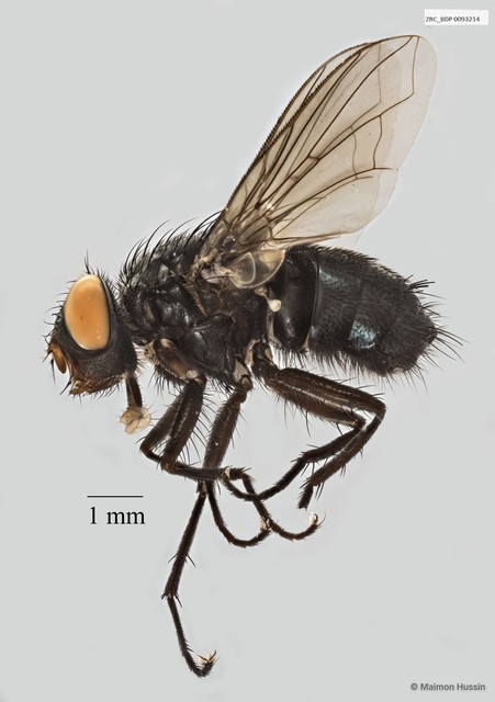 Calliphoridae sp. "ZRCBDP0020055"