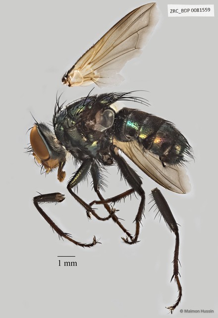 Calliphoridae sp. "ZRCBDP0025411" • © Maimon Hussin • All Rights Reserved