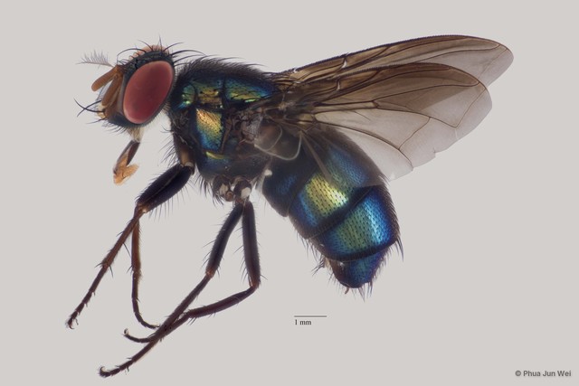 Calliphoridae sp. "ZRCBDP0063446" • © Phua Jun Wei • All Rights Reserved
