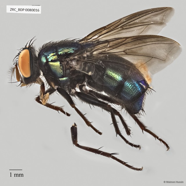 Calliphoridae sp. "ZRCBDP0063446"