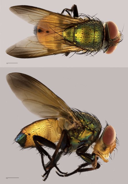 Calliphoridae sp. "ZRCBDP0071877" • © Tan Wee Chye • All Rights Reserved