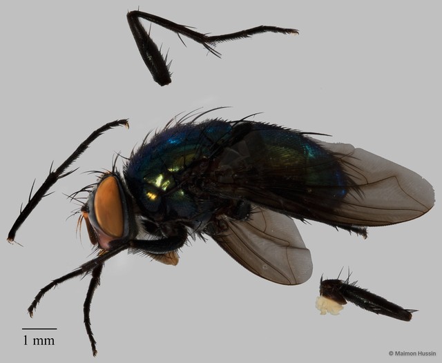 Calliphoridae sp. "ZRCBDP0126229" • © Maimon Hussin • All Rights Reserved