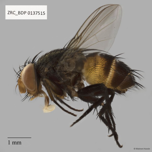 Calliphoridae sp. "ZRCBDP0137515" • © Maimon Hussin • All Rights Reserved