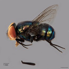 Chrysomya megacephala