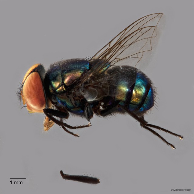 Chrysomya megacephala • © Maimon Hussin • All Rights Reserved