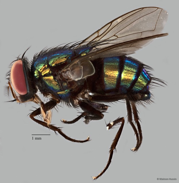 Hemipyrellia ligurriens • © Maimon Hussin • All Rights Reserved