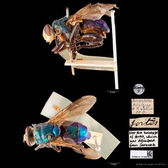 Hypopygiopsis fumipennis • © Wan FA Jusoh • CC BY 4.0