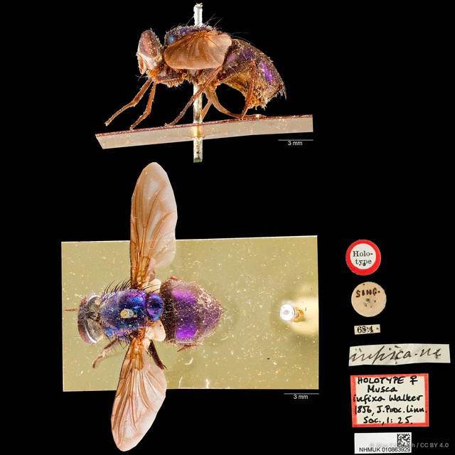 Hypopygiopsis violacea • © Wan FA Jusoh • CC BY 4.0