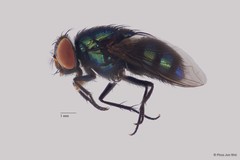 Lucilia sp. "ZRCBDP0063423"