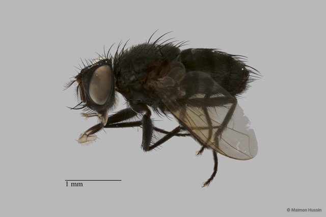 Polleniopsis sp. "ZRCBDP0063482" • © Maimon Hussin • All Rights Reserved