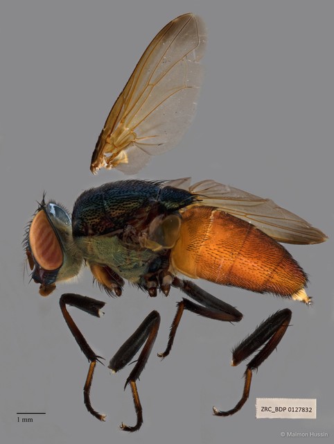 Rhinia apicalis • © Maimon Hussin • All Rights Reserved