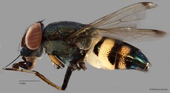 Stomorhina discolor (Fabricius, 1794)